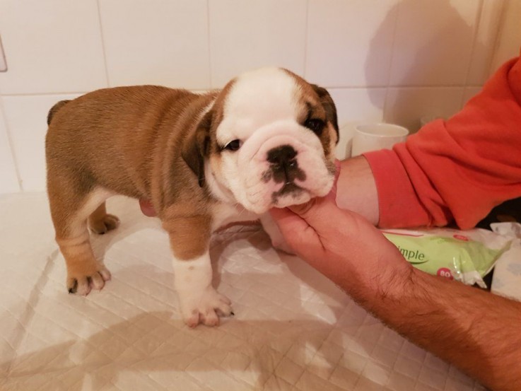 Akc registered English Bulldog puppies 