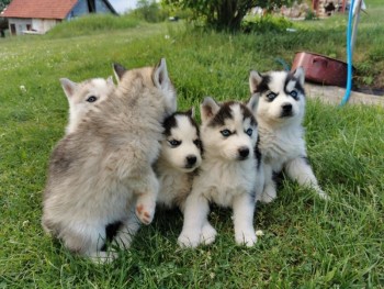 Siberian Husky Puppies For Sale