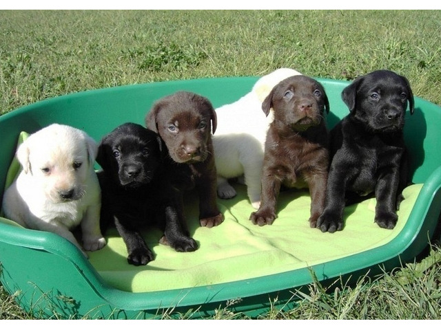 Wonderful Labrador Retriever Pups for Sa