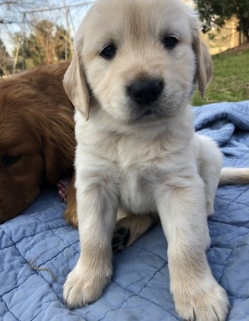 Golden Retriever puppies- Male & Female 