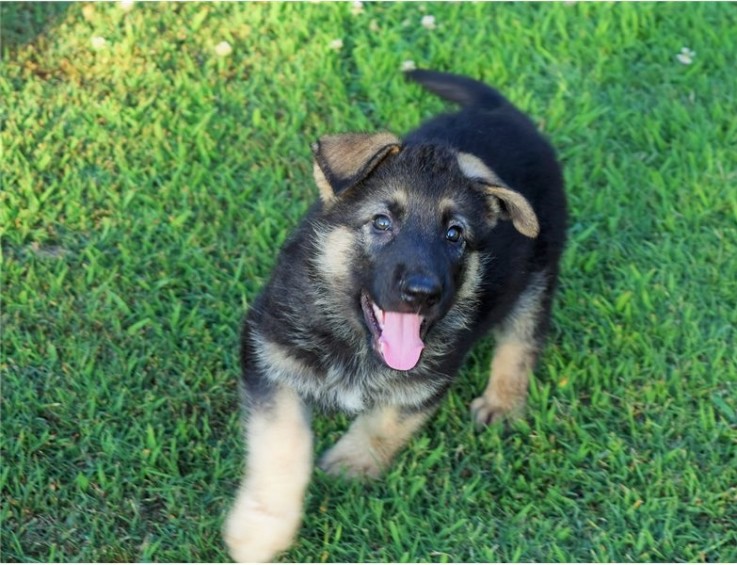 German shepherd puppy