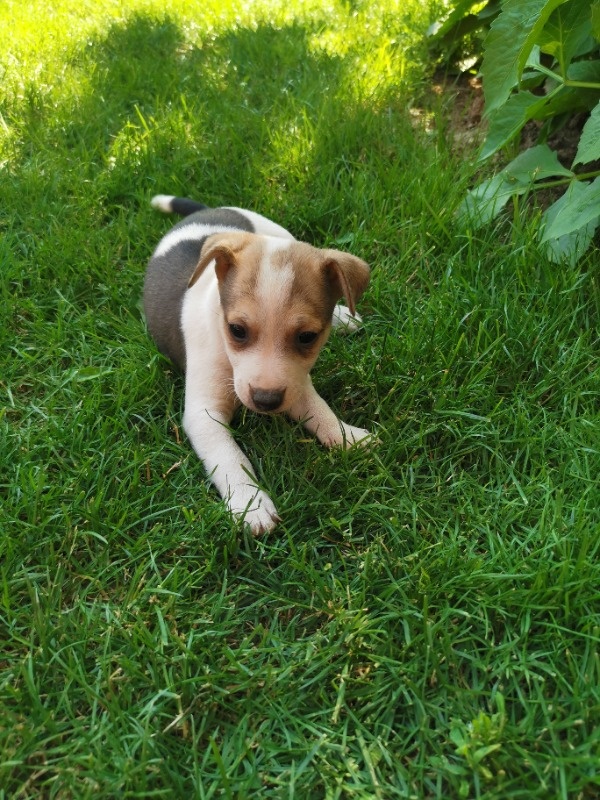 Jack Russell Puppies Miniature