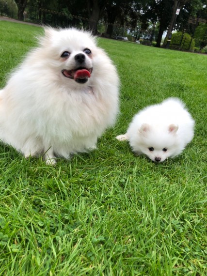 Pomeranian  puppies 