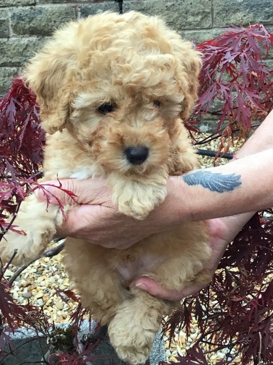  Poodle puppies 