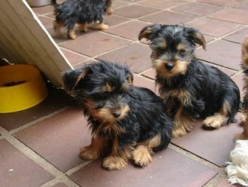 Yorkshire Terrier puppies 