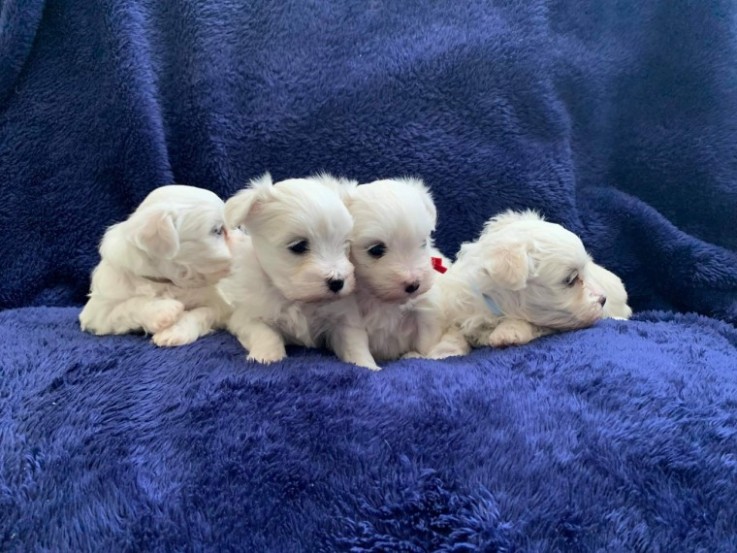  Adorable Bichon Frise puppies 