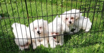 Gorgeous Maltese puppies 