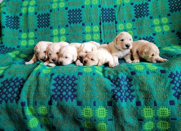 Adorable Golden Retriever