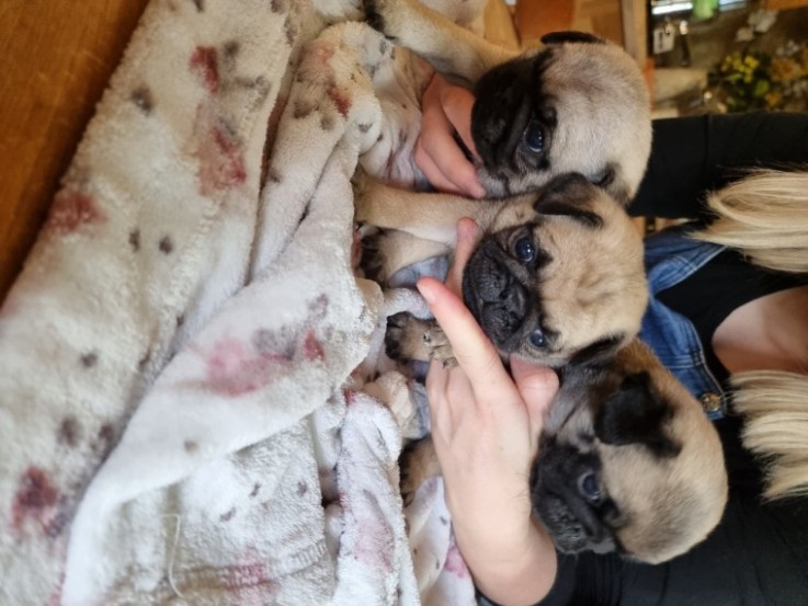  Gorgeous Pug  puppies 