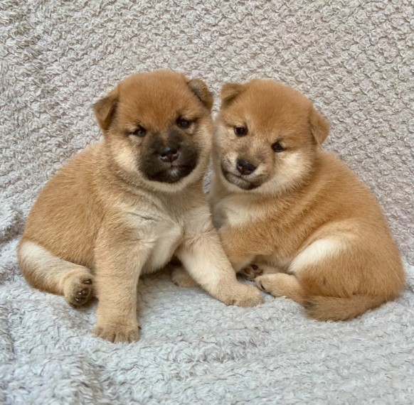 Shiba Inu puppies 