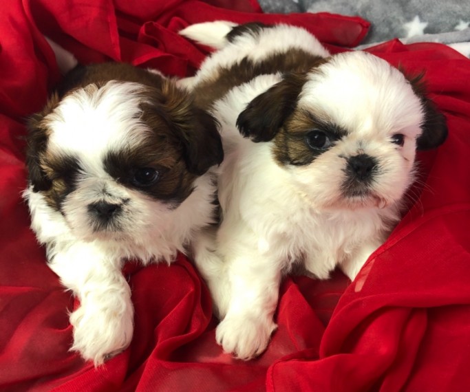 Cute  Shih Tzu Puppies 