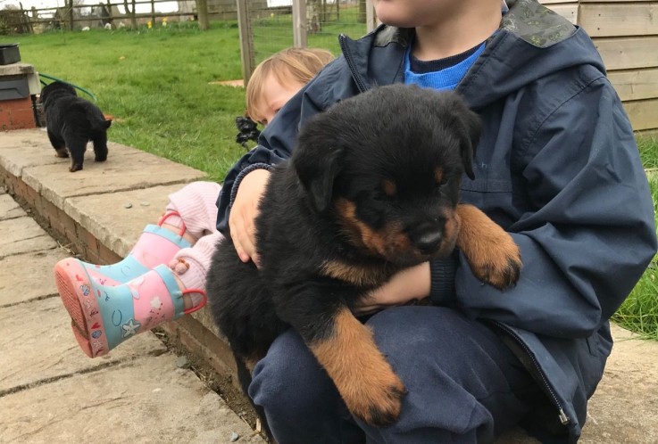  Rottweiler puppies