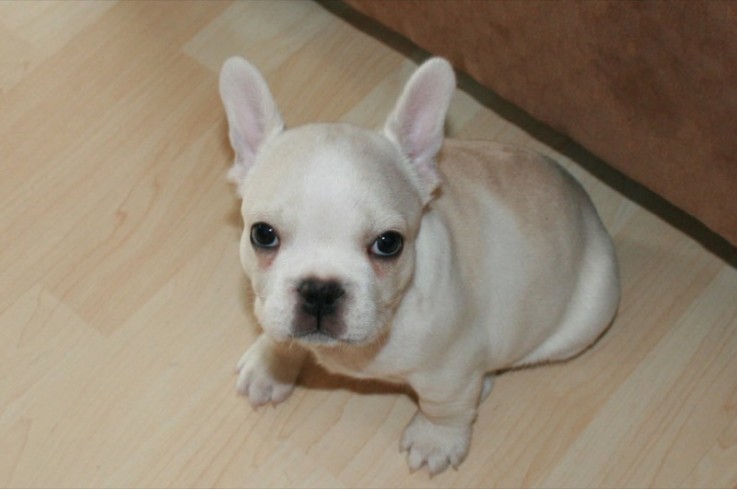 Quality french bulldog puppies for sale 