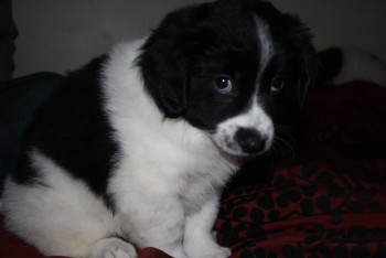 Border Collie puppies for sale