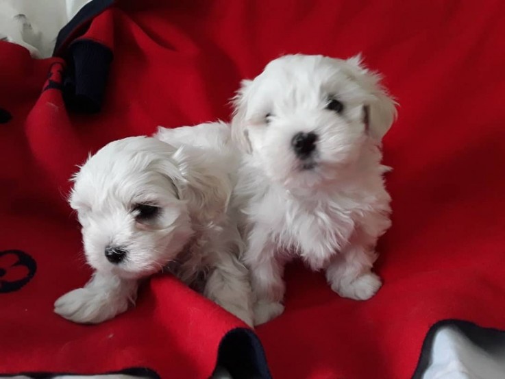 Two Teacup Maltese Puppies