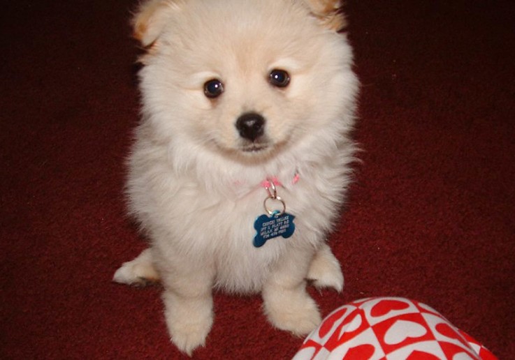 Registered Teacup Pomeranian puppies for