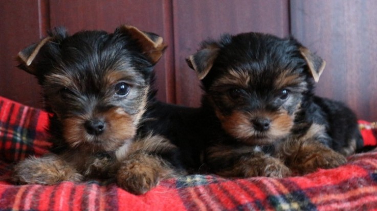 Purebred Tiny Yorkie Puppies