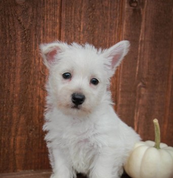 West Highland White Terrier Puppies for 