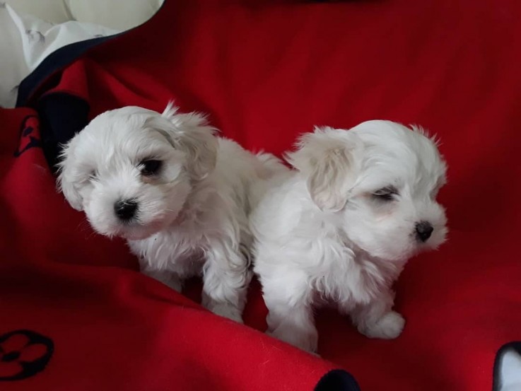 Super Teacup Maltese Puppies