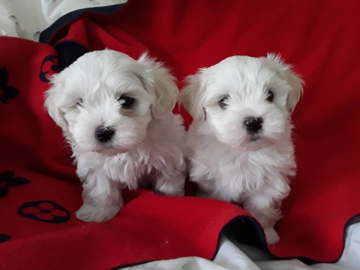 Healthy Maltese Puppies Available