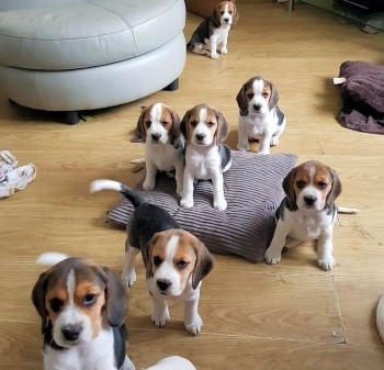 Adorable and Super playful beagle