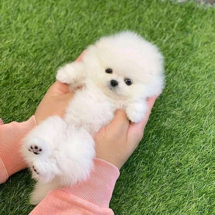 Pomeranain puppies for sale 