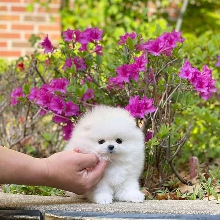 Pomeranain puppies for sale 