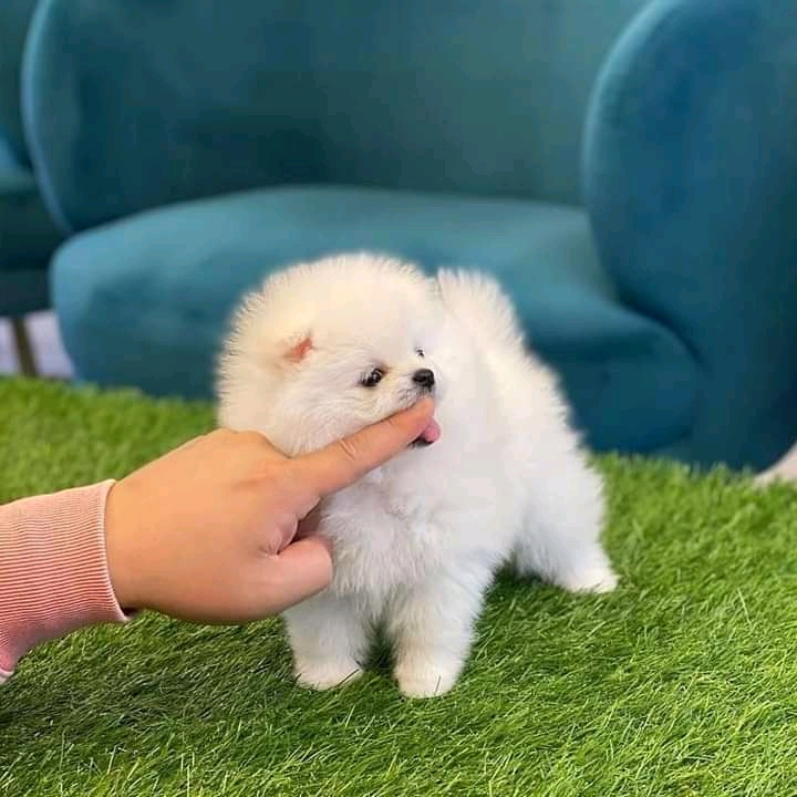 Pomeranain puppies for sale 