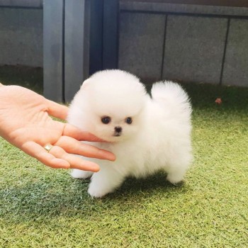 Pomeranain puppies for sale 