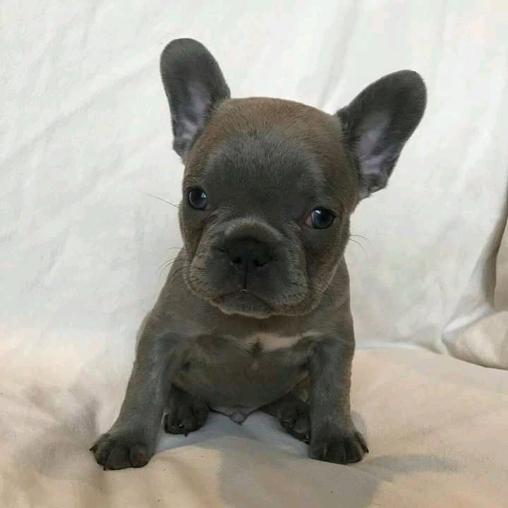 French Bulldog puppies for sale 