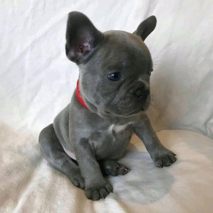 French Bulldog puppies for sale 