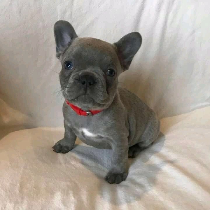 French Bulldog puppies for sale 