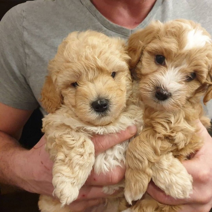 Maltipoo puppies for sale 