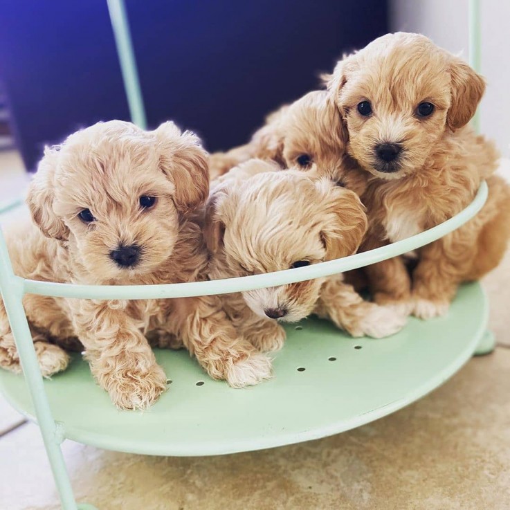 Maltipoo puppies for sale 