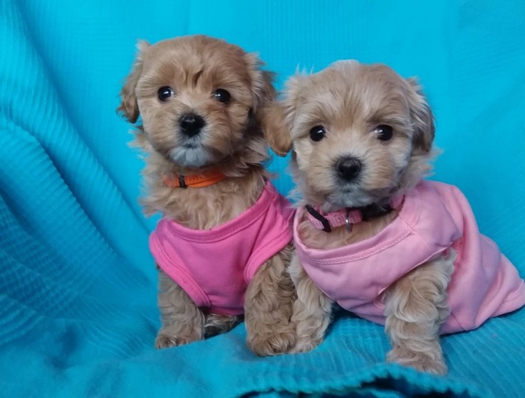 Maltipoo puppies for sale 