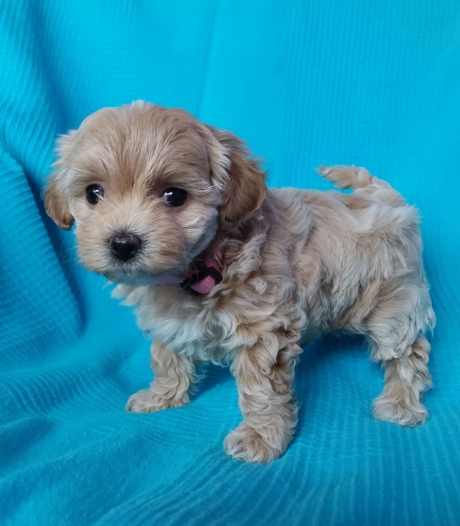 Maltipoo puppies for sale 