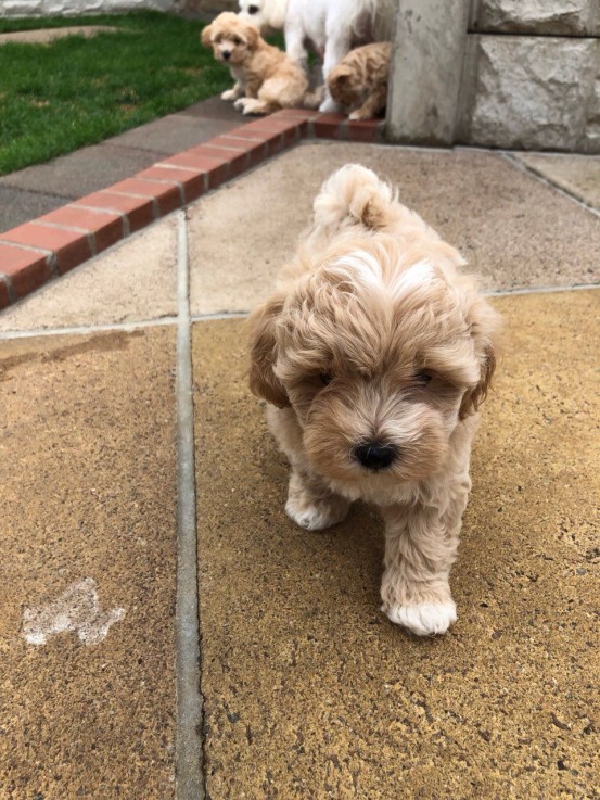 Maltipoo puppies for sale 