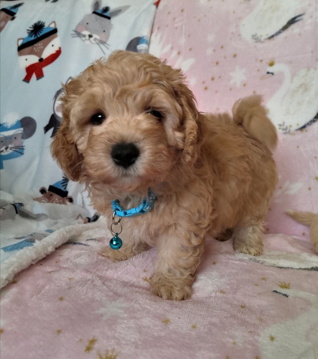 Maltipoo puppies for sale 