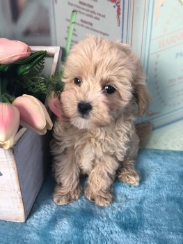 Maltipoo puppies for sale 