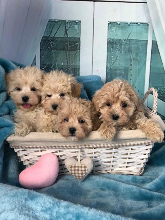 Maltipoo puppies for sale 