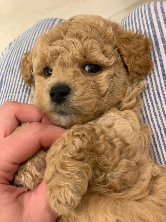 Maltipoo puppies for sale 