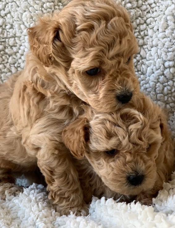 Maltipoo puppies for sale 