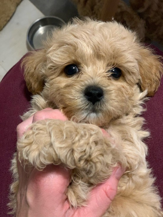 Maltipoo puppies for sale 