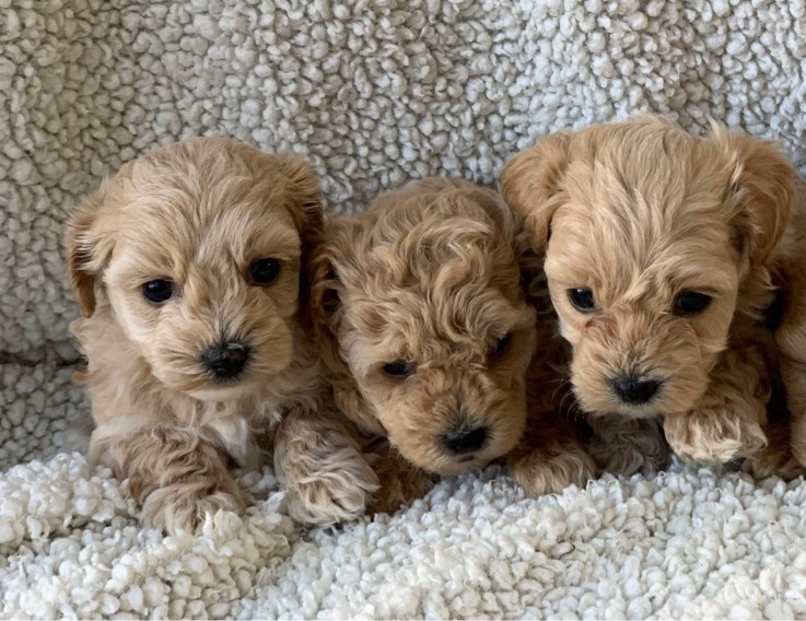 Maltipoo puppies for sale 