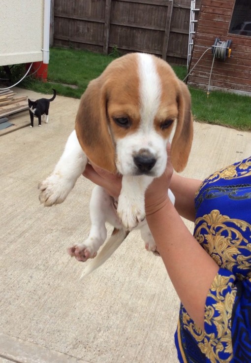 Home raised Beagle Puppies