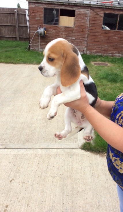 Home raised Beagle Puppies