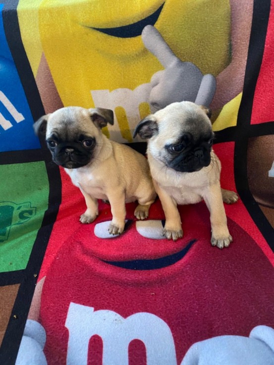 Pug puppies for adoption 