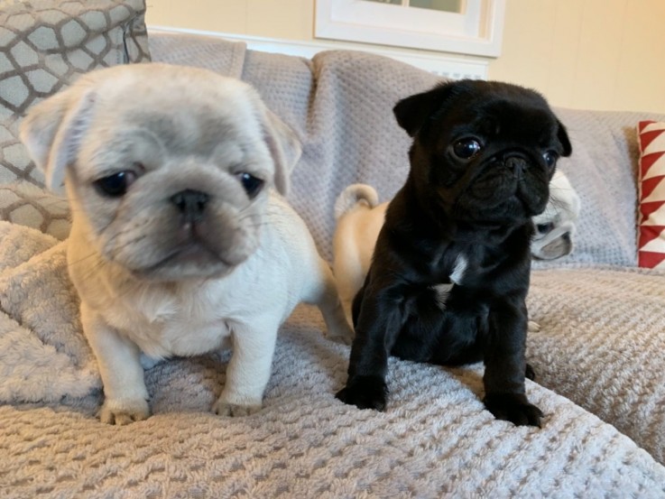 Pug puppies for adoption 