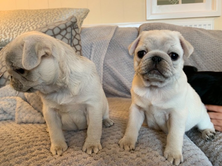 Pug puppies for adoption 