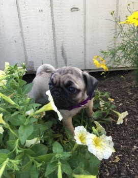 Pug puppies for adoption 